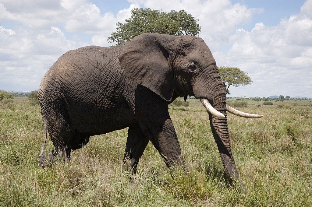 Tarangira Elefant10.jpg - African Elephant (Loxodonta africana), Tanzania March 2006